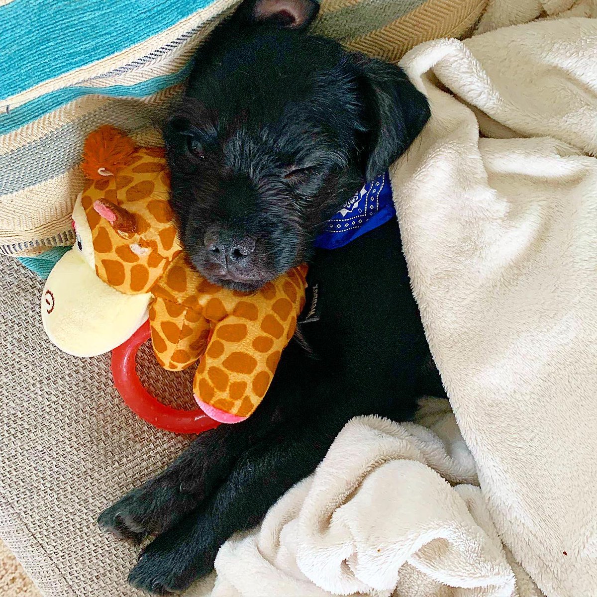 georgireynolds's tweet photo. @OfficialPLT #PLTPets  Otis 🤍🤍🤍 https://t.co/BgWgTo1U6L