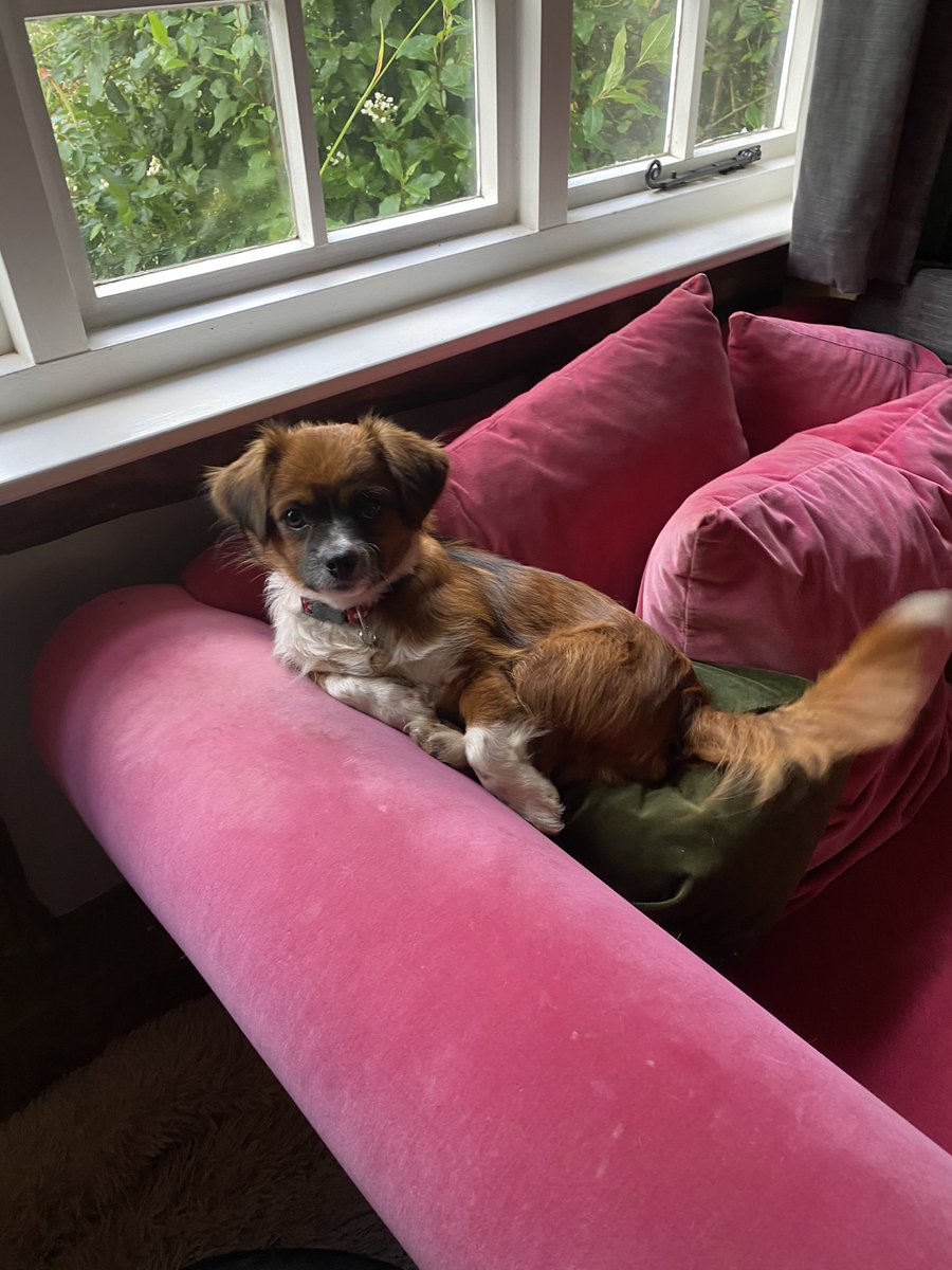 PhelpsieSarah's tweet image. Oh Gary ❤️❤️ @interdogrescue #foster2adopt #romanianrescuedog