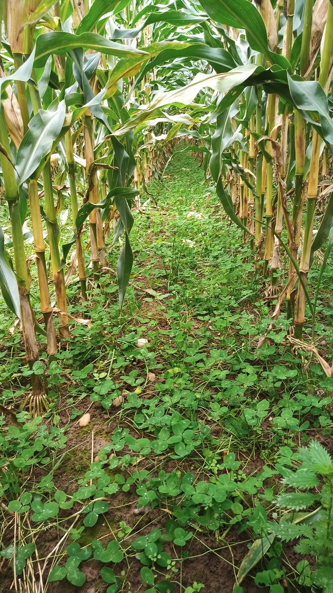 TheMaizeMan's tweet photo. Great to see undersowing working in Norfolk, keeping the soil and nutrients in the field  @N_Rivers_Trust @GreenFarmSeeds https://t.co/KUwklWzsrf