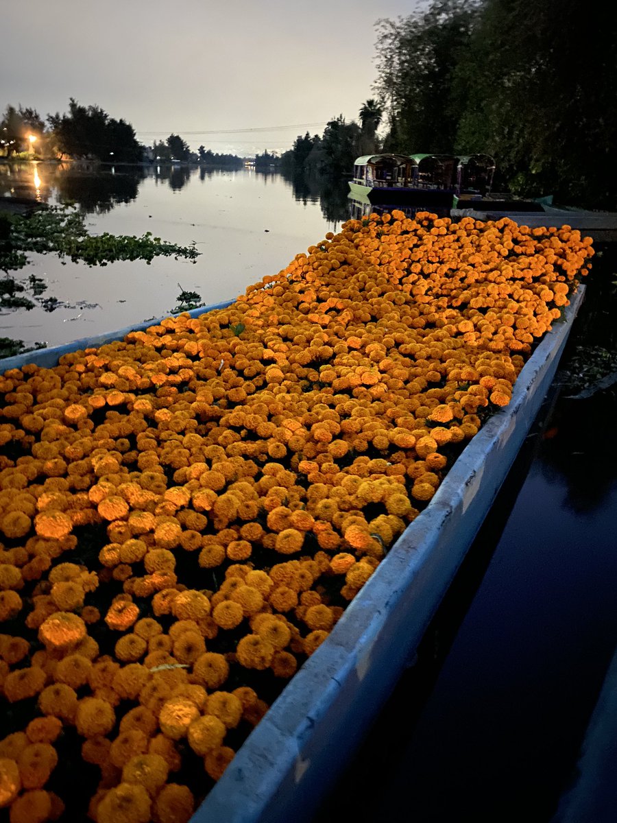 wonder_m_r's tweet image. Hoy venimos desde temprano a ver como cargaban el cempasúchil 🧡🧡🧡