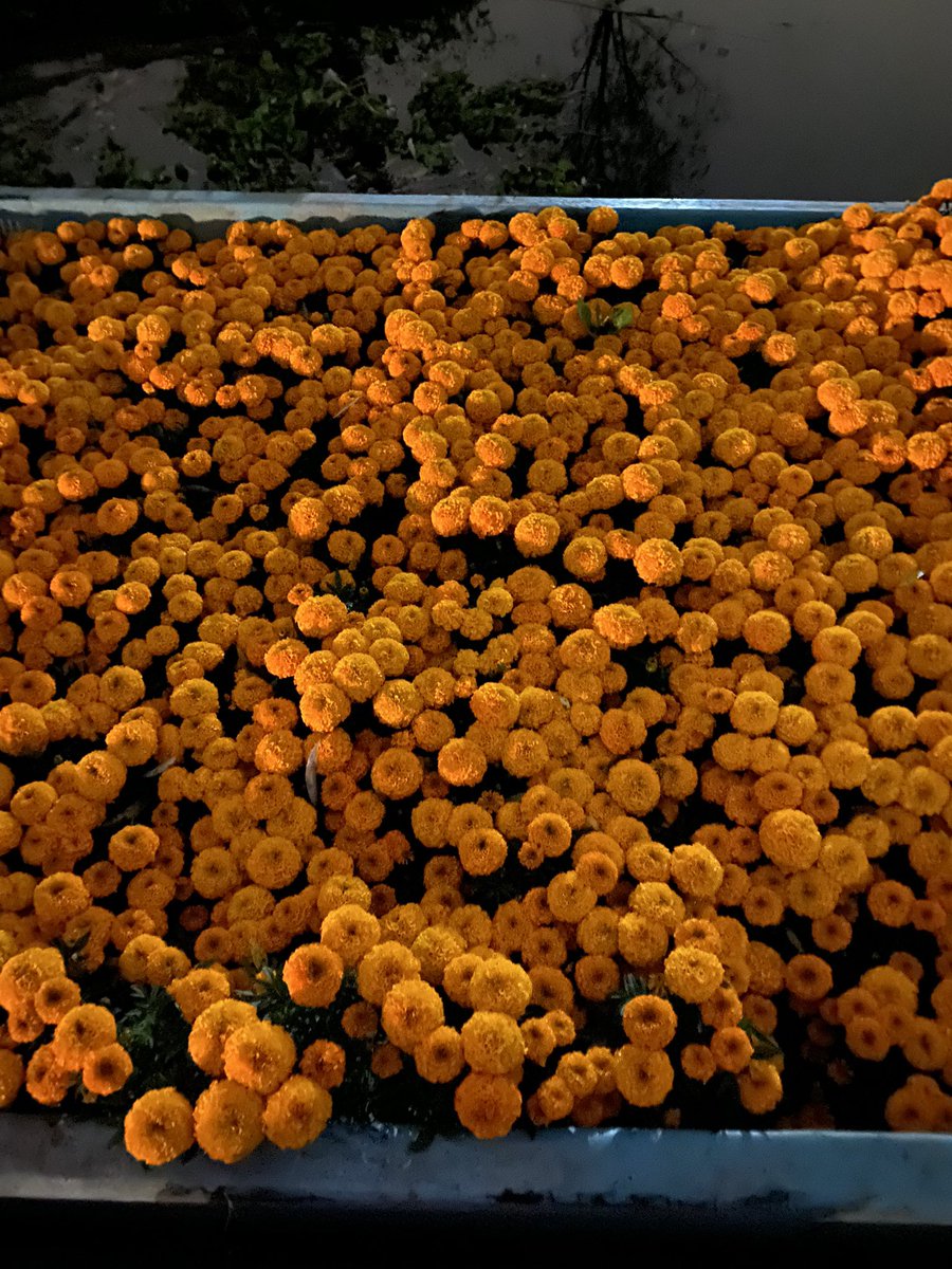 wonder_m_r's tweet image. Hoy venimos desde temprano a ver como cargaban el cempasúchil 🧡🧡🧡