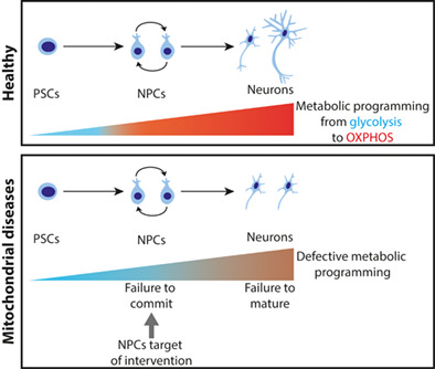 StemCellsJournl's tweet photo. Mitochondria in neurogenesis: Implications for mitochondrial diseases
#InducedPluripotentStemCells #ipsc #Mitochondria #MitochondrialDiseases #NeuralProgenitorCells #Neurogenesis #StemCells #ConciseReview https://t.co/Cb6v4z19LG https://t.co/4XpUrZ9J7t