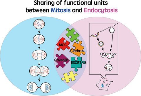 FEBSJournal's tweet photo. 📜State-of-the-Art Review
Functional reciprocity of proteins involved in mitosis and endocytosis
🔗https://t.co/bsPsg4BNic
✒️By Kai Yuan and co-authors
#caveolin #clathrin #endocytosis #mitosis #moonlighting https://t.co/P5knPt3QKq