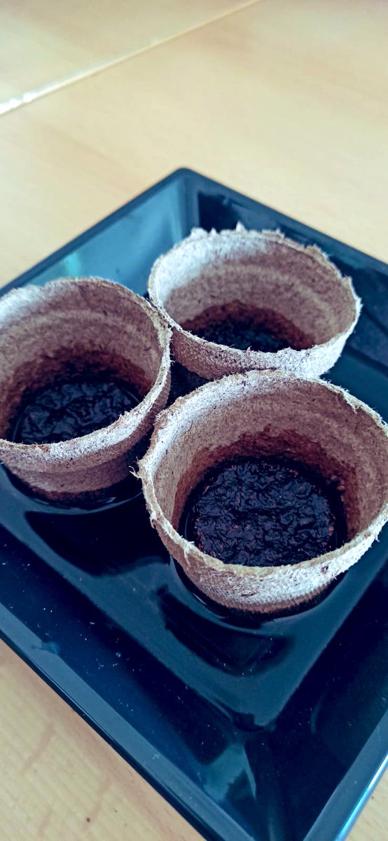 masiperera's tweet photo. 🍅 Els alumnes de Cicle Mitjà han realitzat l’activitat “Taller, vida, terra i arrels”. Han pogut conèixer el treball a pagès, l’amor per la terra i conèixer els cultius de proximitat de la zona. Moltes gràcies @uniopagesos! #DibaOberta https://t.co/MGebdgtiTd