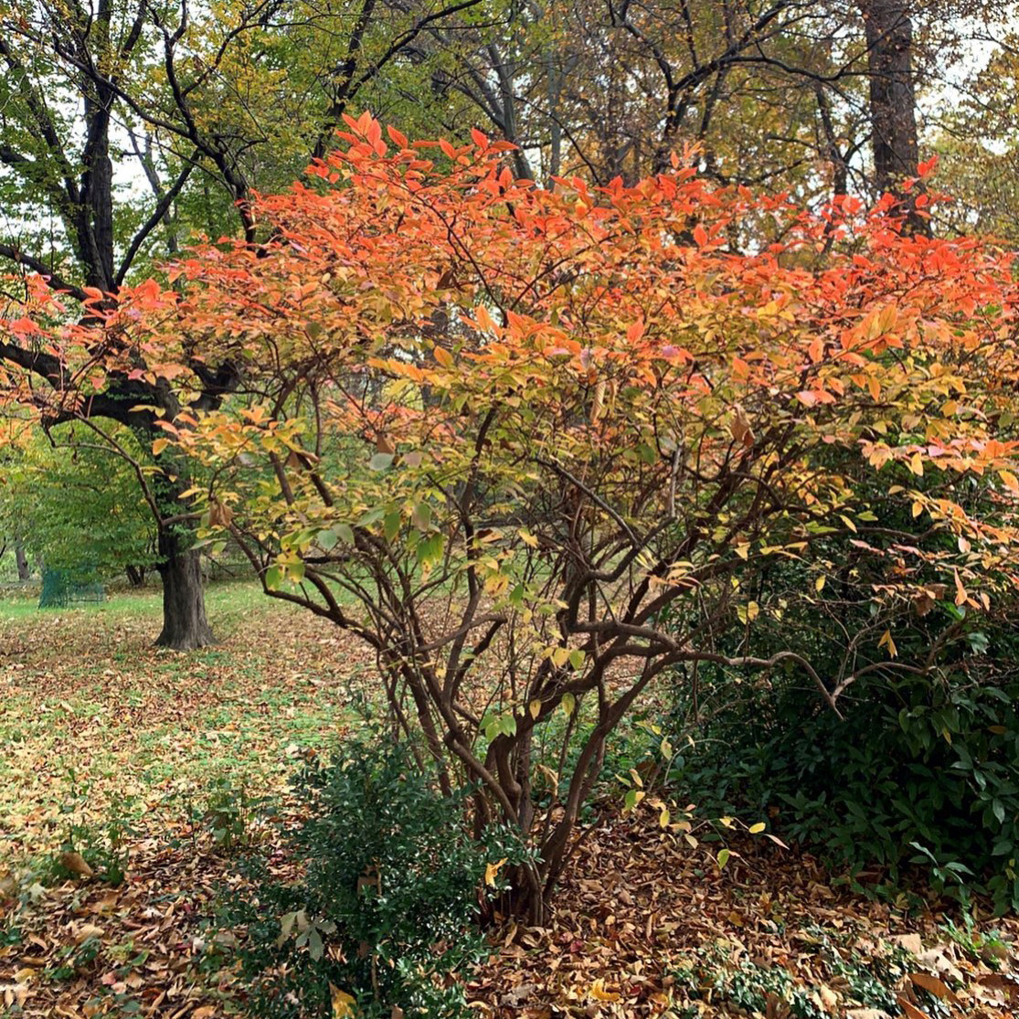 Fiery reds, bright yellows, and warm oranges signify that it is Autumn at Bartram’s Garden! Join us 10/30 as we take a tour and talk about fantastic specimens for fall. Virtual tour also available!

REGISTER: bartramsgarden.org/event/tree-wal…