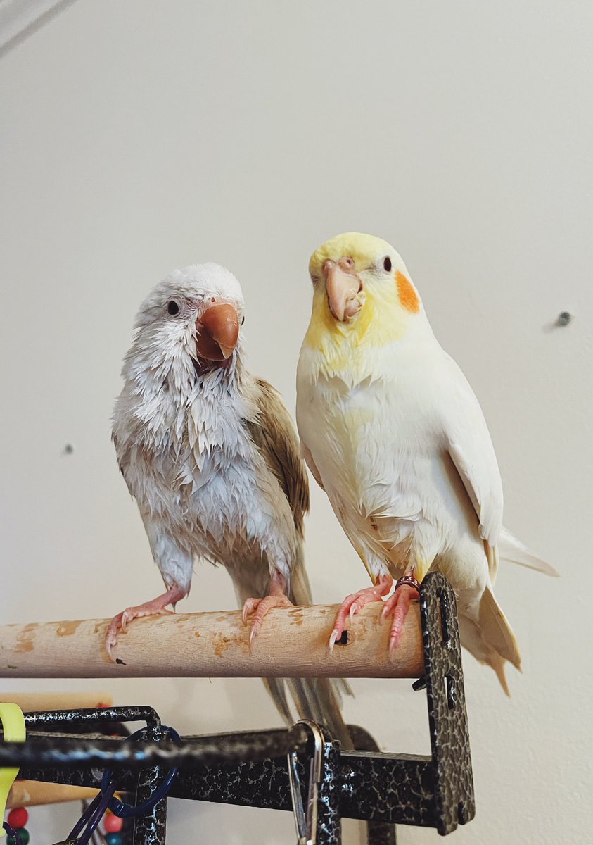 Finley the Tiel tweet media