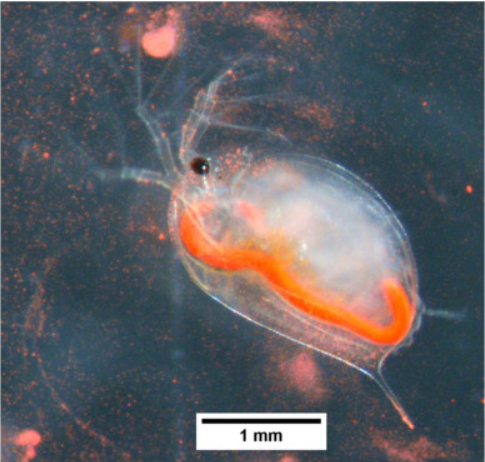 Response_JPIO's tweet image. This new study investigates the potential influence of #LightIntensity rise and #WaterTemperature rise on the long term-toxicity of #microplastics to Daphnia magna! #bioassays #ReproductiveToxicity #PopulationFitness #ResponseJPIO