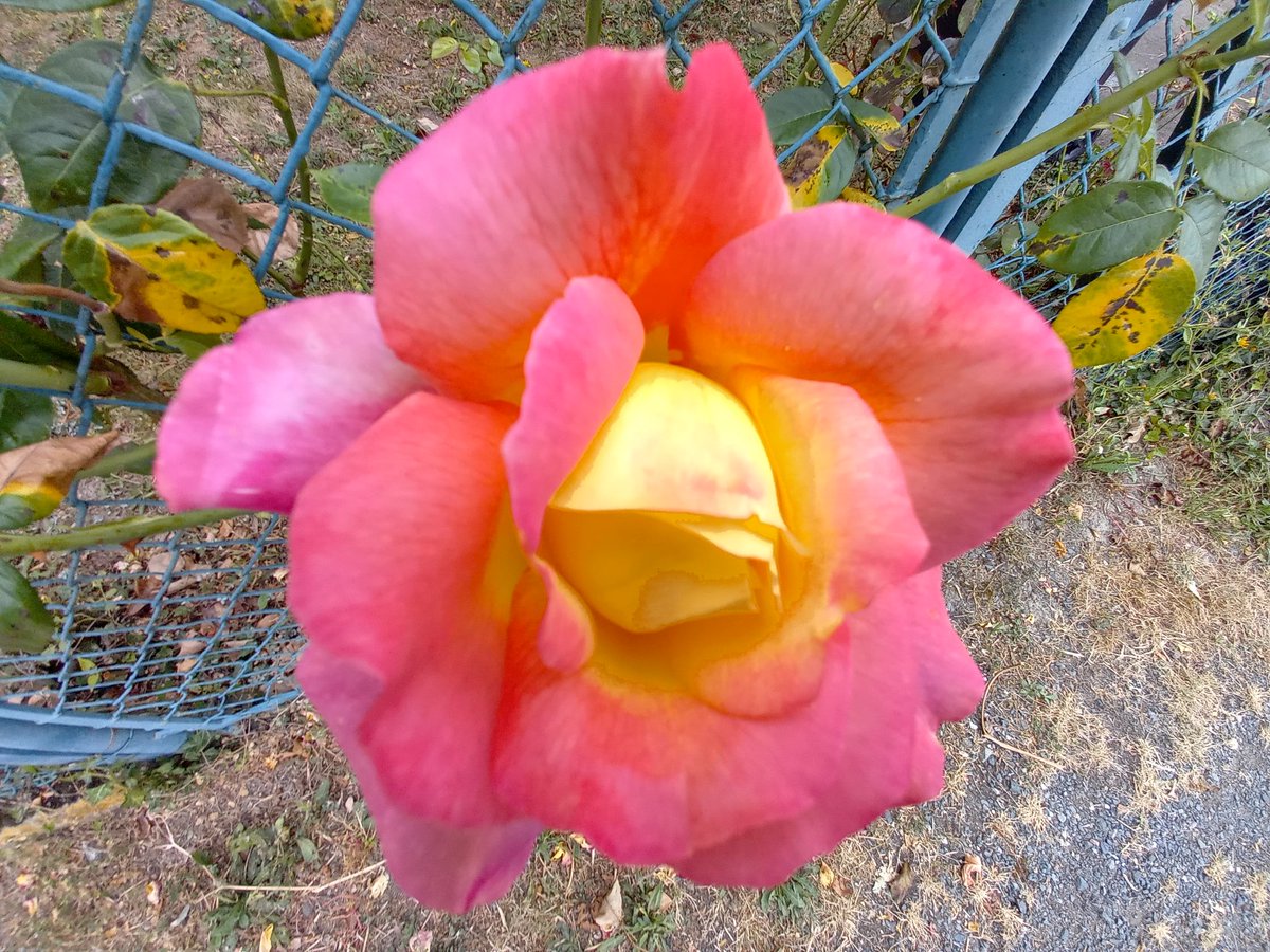 ElevyneP's tweet image. Bon anniversaire  nath
Bisous