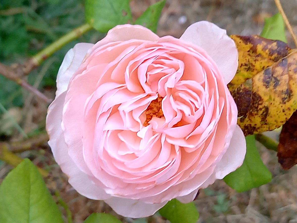 ElevyneP's tweet image. Bon anniversaire  nath
Bisous