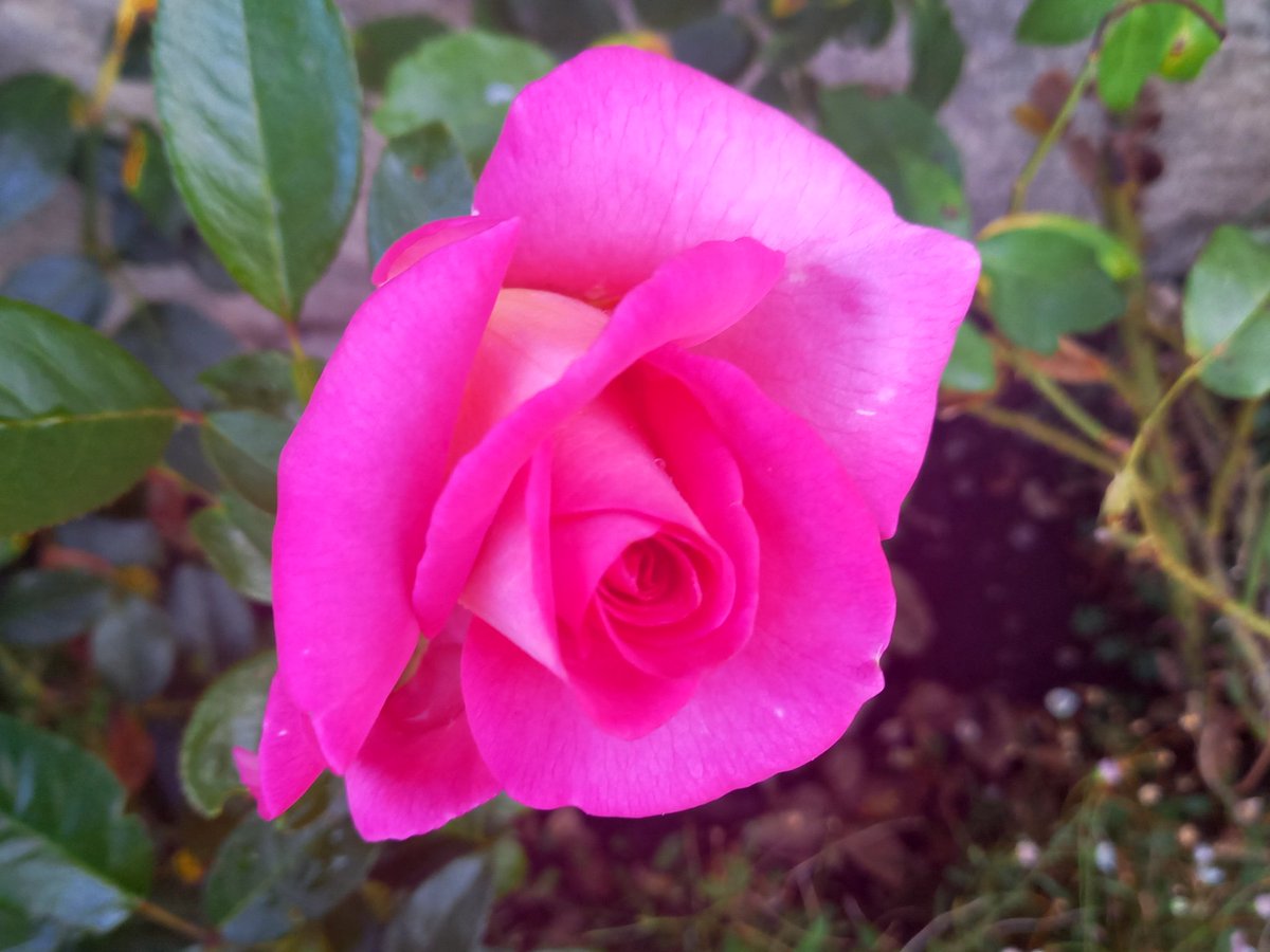 ElevyneP's tweet image. Bon anniversaire  nath
Bisous