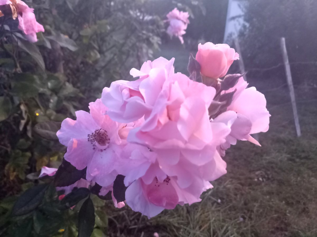 ElevyneP's tweet image. Bon anniversaire  nath
Bisous