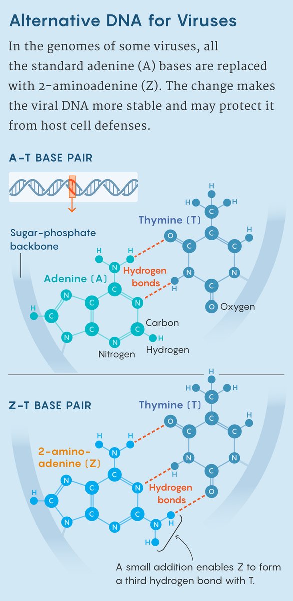 QuantaMagazine's tweet photo. In 1977, researchers in the Soviet Union discovered a virus that replaced all of the adenine in its genome with a different DNA base, dubbed Z. It’s now been found in more than 200 other viruses. https://t.co/eG0NMOpdLb https://t.co/73Ki8l74jM