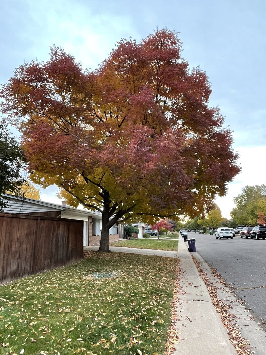 CarissaMc's tweet photo. Dear ash trees: I love you. 😍

Dear #Denver homeowners: please #BeASmartAsh and treat your ash trees for EAB so fall is this spectacular every year! 

@BeASmartAsh https://t.co/vZVQSSAyXo