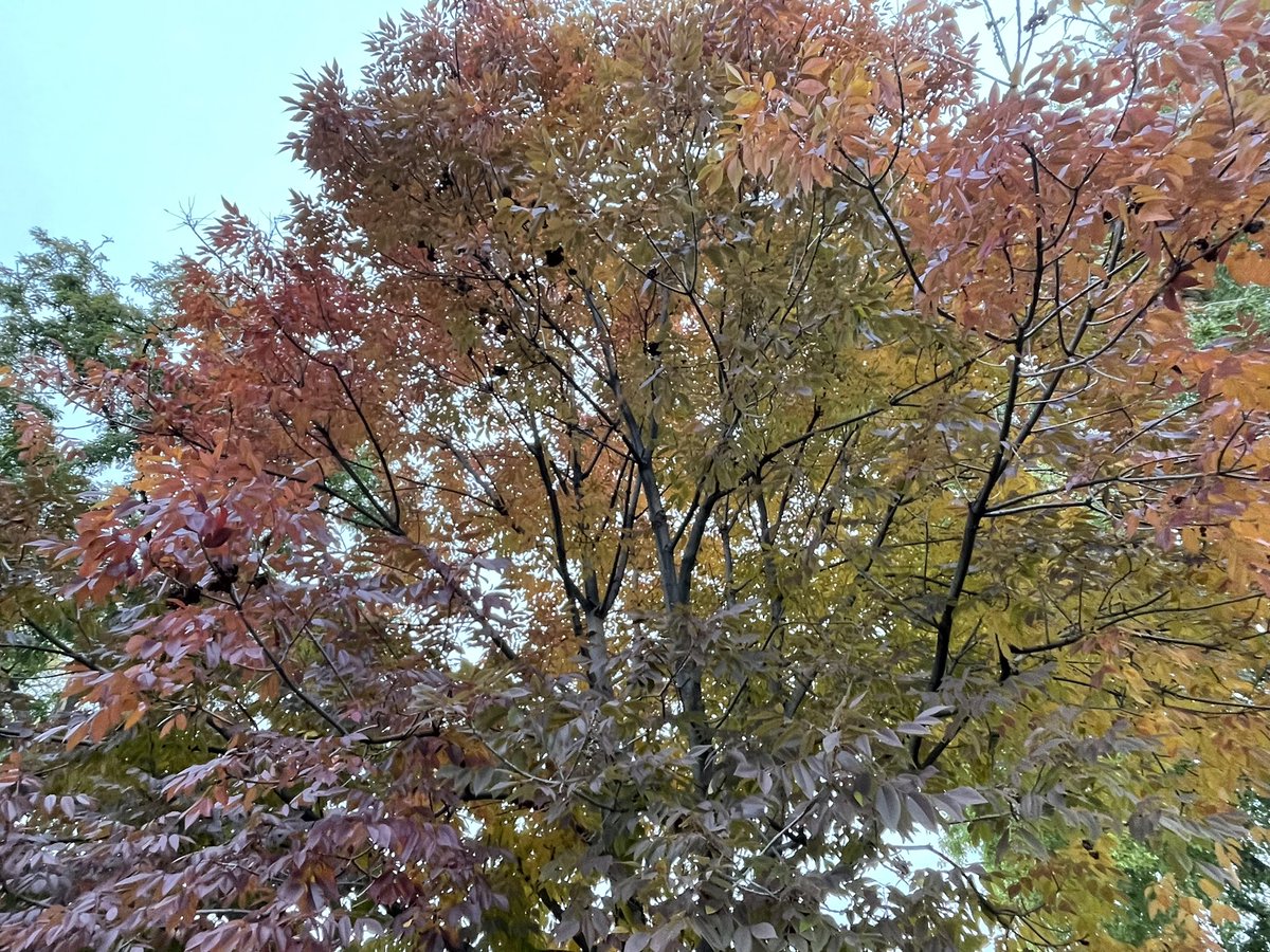CarissaMc's tweet photo. Dear ash trees: I love you. 😍

Dear #Denver homeowners: please #BeASmartAsh and treat your ash trees for EAB so fall is this spectacular every year! 

@BeASmartAsh https://t.co/vZVQSSAyXo