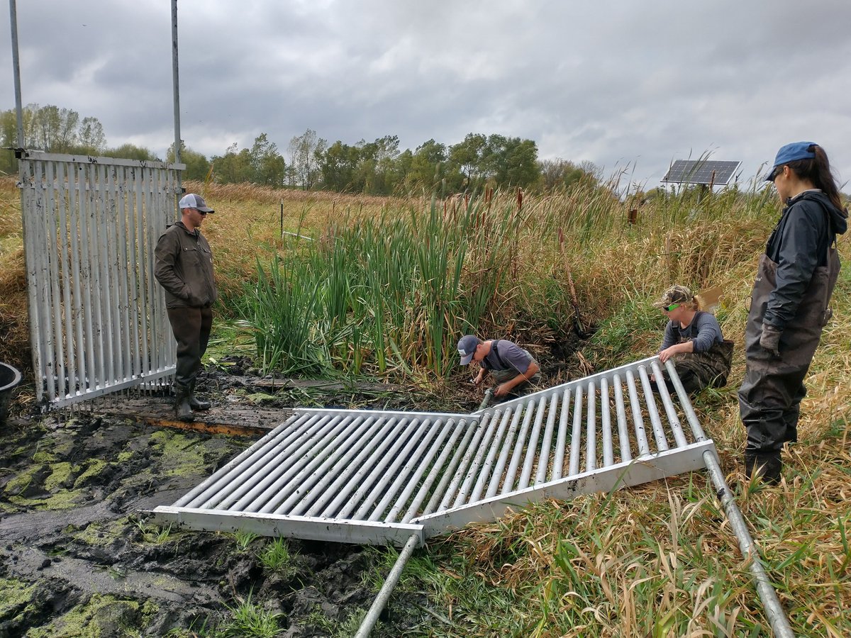 PriorSpringWD's tweet image. There's a new carp #barrier in the #watershed! Located in a (currently dry and muddy!) channel on the west side of Spring Lake, its vertical bars allow for native fish passage, yet will stop spawning sized #carp from migrating upstream to a popular #spawning wetland come spring.