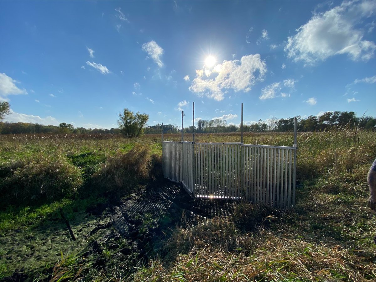 PriorSpringWD's tweet image. There's a new carp #barrier in the #watershed! Located in a (currently dry and muddy!) channel on the west side of Spring Lake, its vertical bars allow for native fish passage, yet will stop spawning sized #carp from migrating upstream to a popular #spawning wetland come spring.