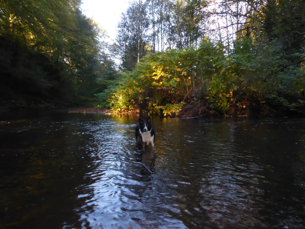 Border Collie Barney sheepdog (@Barneysheepdog) / Posts / X