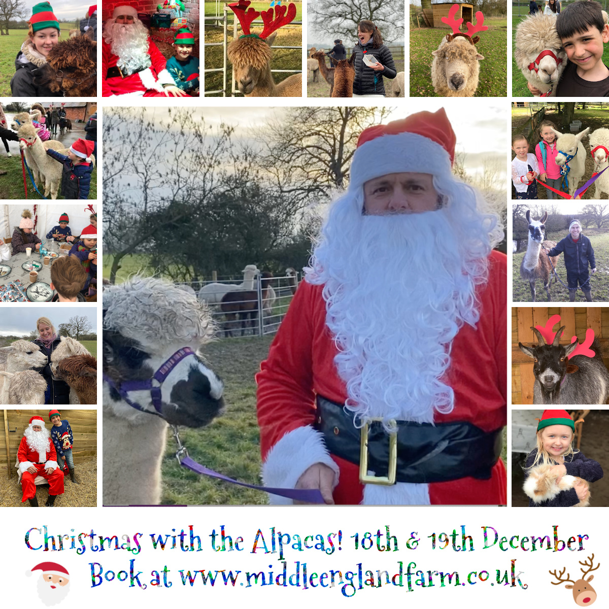 Alpacas_farm's tweet photo. We're on TV! Plus Halloween &amp; Christmas - covered! - https://t.co/uwzhQN7JXo https://t.co/hzMv4uWxiE