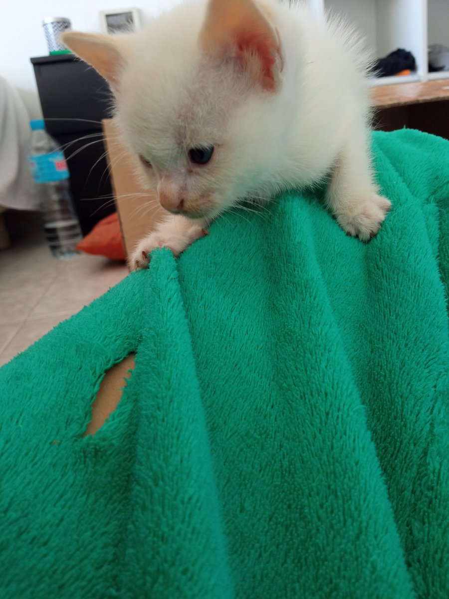 Tiuki3's tweet photo. Holiii, tengo 5 gatitos bebés para regalar (4 machos y una hembra)✨
Hoy empezaron a comer pienso, y poco a poco les iré enseñando a usar la arena, pero prefiero ir subiéndolo ya para darlos en cuanto estén listos!
Se valora adopción conjunta (sigo) https://t.co/Kq5PEdja1N