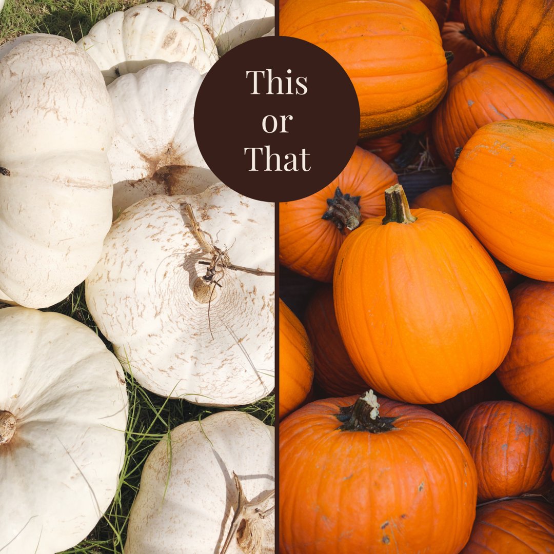 Do you prefer an orange pumpkin on your front porch or are you decorating with white pumpkins this season? The white pumpkin aesthetic is a great look, but who doesn't love a classic orange?

#WhitePumpkins #OrangePumpkins #pumpkins #gourds #halloween #FallDecor