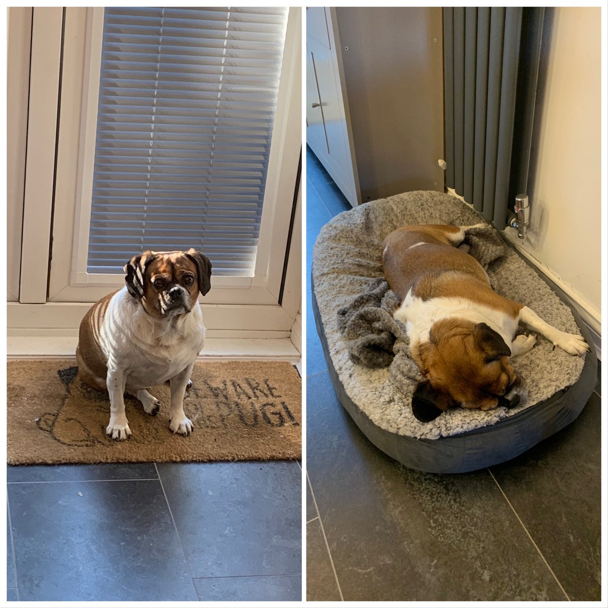 DeanTwyman's tweet photo. Her two default positions:
•Waiting for food
•Finished the food
#Itsatoughlife https://t.co/nT8VA7umoS