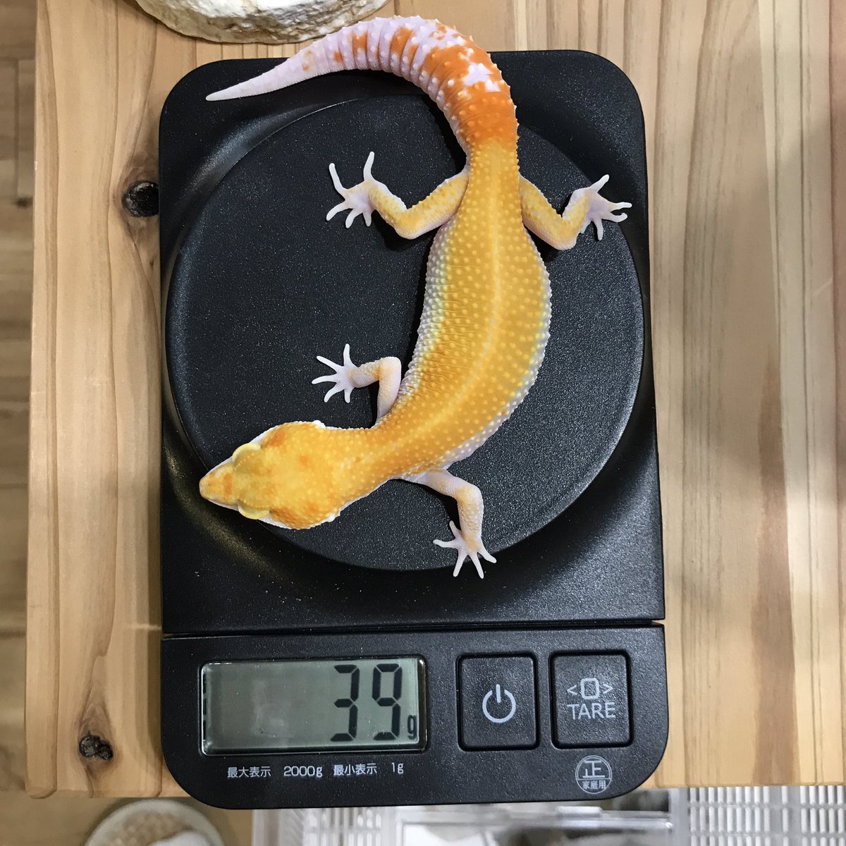 romakabuch's tweet photo. とびっこちゃんエサ食べるの下手すぎて最初心配だったけど、しっかり食べて体重増えてきた😭
#レオパ https://t.co/dU6eplmotg