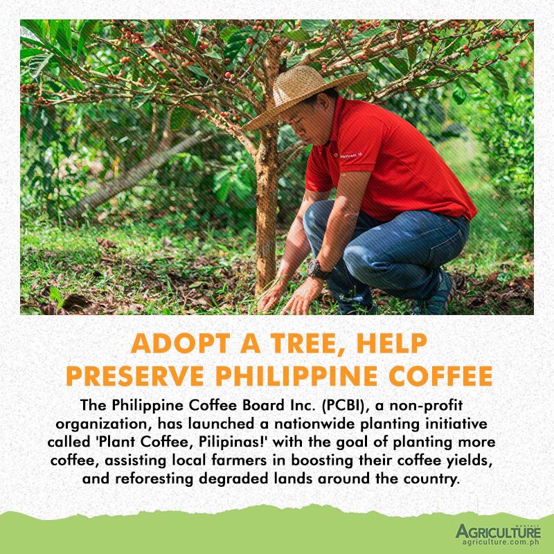 By participating in this initiative, you can help boost the local coffee industry by supporting the coffee farmers go on with their production.

Read more: mb.com.ph/2021/10/21/ado…  

#plantcoffeepilipinas #agriculture #coffeeproduction