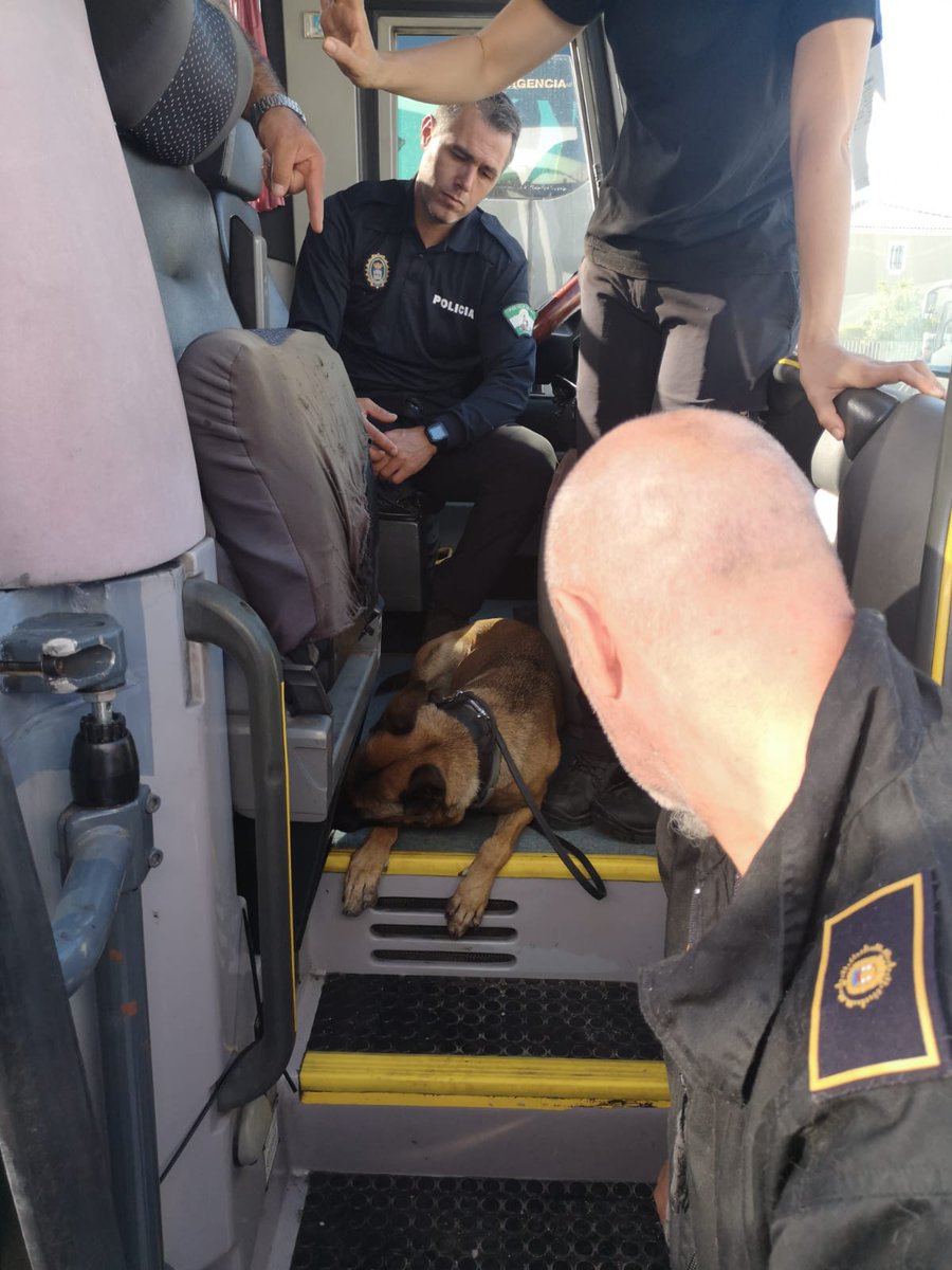 Hoy tocaba prácticas en autobuses. No, no está descansando🐕😴, está buscando. A nuestros instructores 👮🏼‍♂️ les gusta ponerlo difícil. 
#K9 #cursoguiacanino