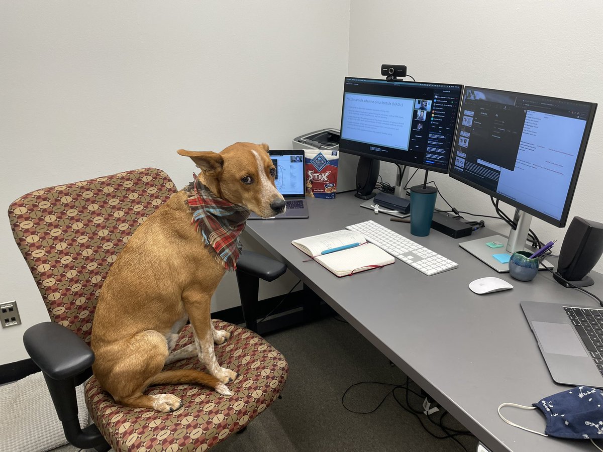 teeinthegarden's tweet image. Tech support for #MANA2021 hard at work supporting our morning corporate sponsor sessions!