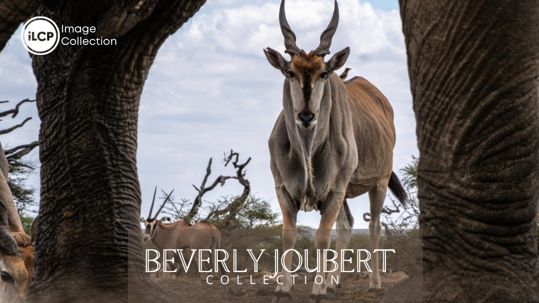 ILCP's tweet photo. iLCP is thrilled to announce that we now represent Beverly Joubert’s extensive collection of images!
Check out the full collection here⬇️ https://t.co/iFZsENJJgl
#conservationphotography #conservationvisuals https://t.co/nhESPOdIJs