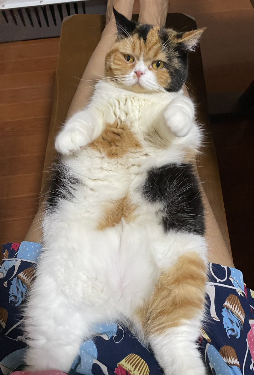 เข้าใจเรื่องแมวชอบนอนตัก แต่ทำไมมันนอนท่านี้วะ