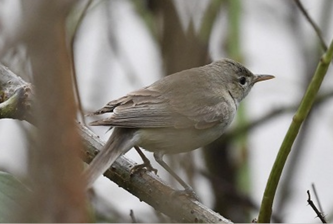 Eastern Olivaceous Warbler, Hippolais pallida photographed at Zeeland, photo Diederik Kok, 2nd day - the 1st record for the Netherlands