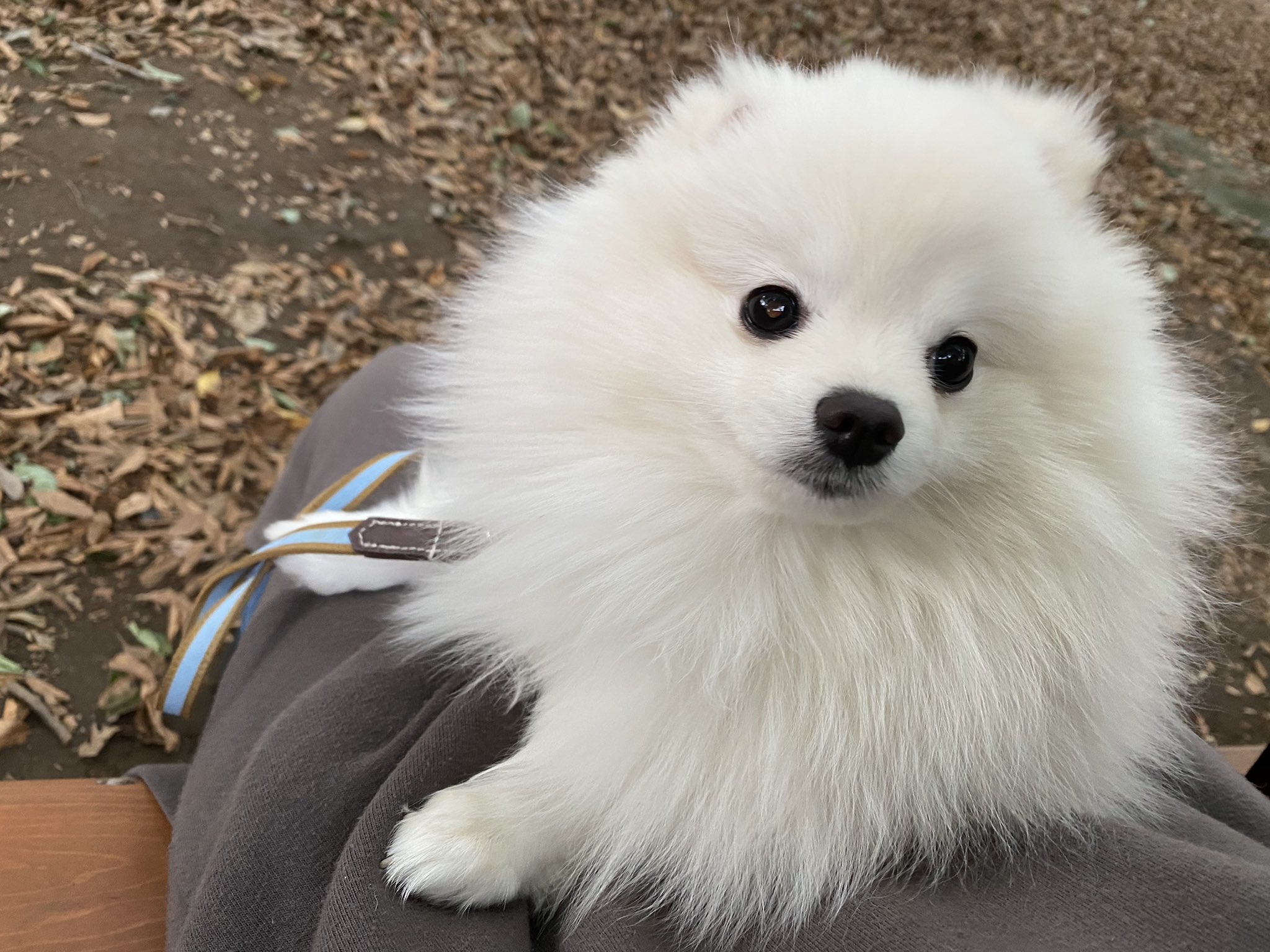 تويتر ころも ホワイトポメラニアン على تويتر 秋のお散歩 落ち葉がたくさんだったねぇ T Co Ieyyw3brqo