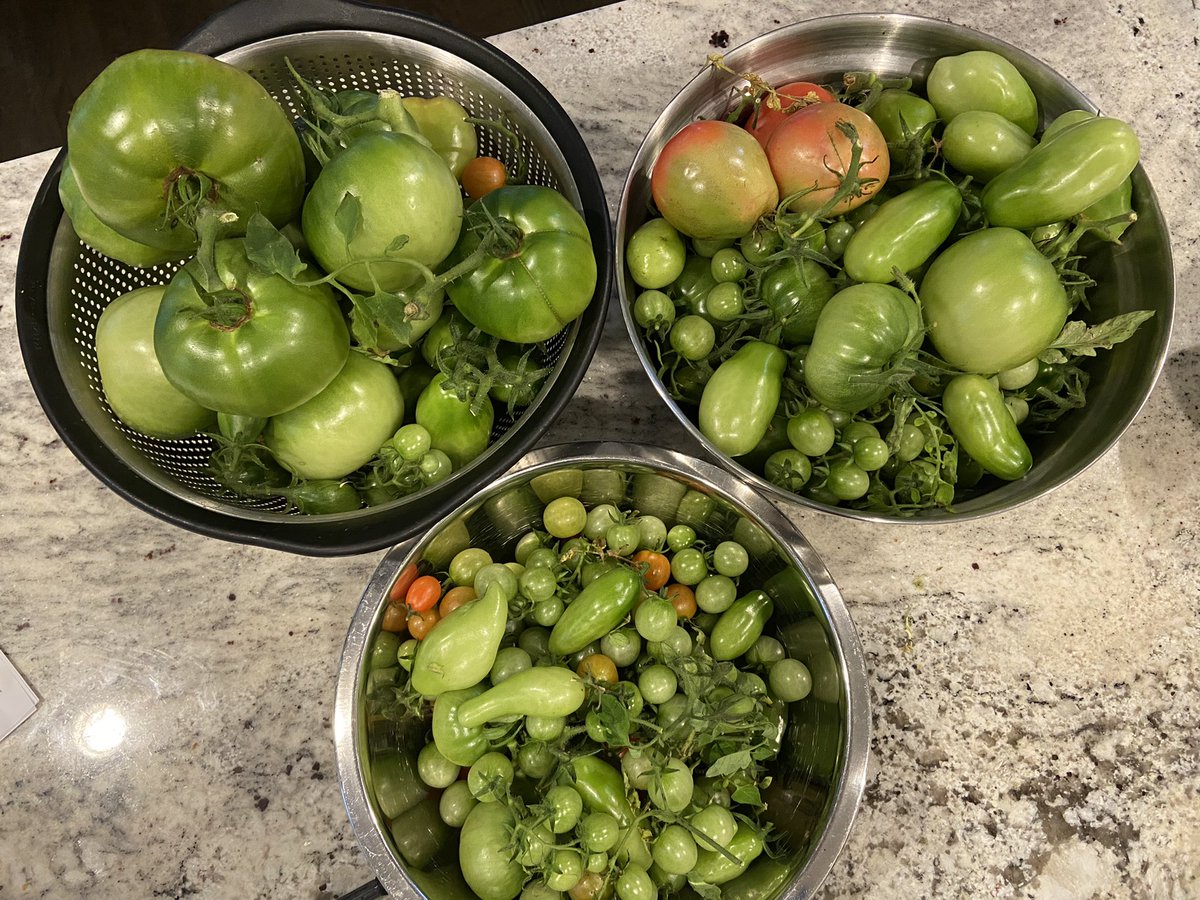 Ideas for end of season tomatoes? My first time with a bountiful crop and Minnesota weather is getting real https://t.co/UqBEUaIUdG