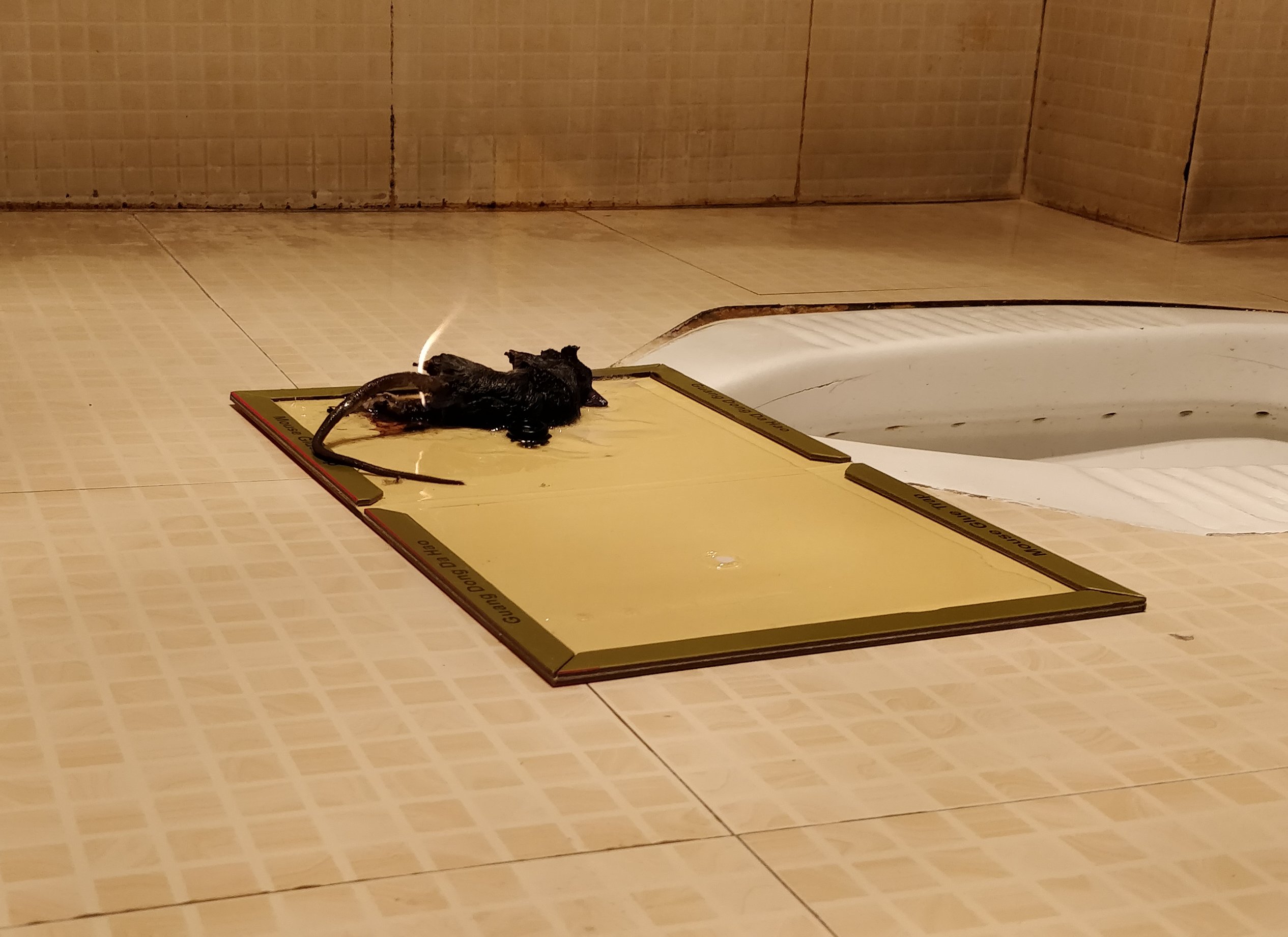 陈少举on Twitter 看到老鼠了 只有杀蟑螂的杀虫剂 一顿猛喷后跑到橱柜后的缝隙里了 搜了一下 杀虫剂没用 算了 天亮去买粘鼠板 Twitter