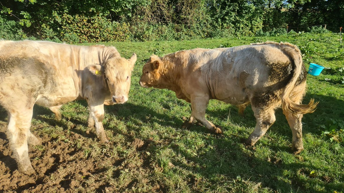 Ronancarroll75's tweet photo. #cattle #bulls #progressivegenetics #lapon #charolais #sucklers #farming #cows #bullbeef #irishbeef https://t.co/tNDNz04eLw