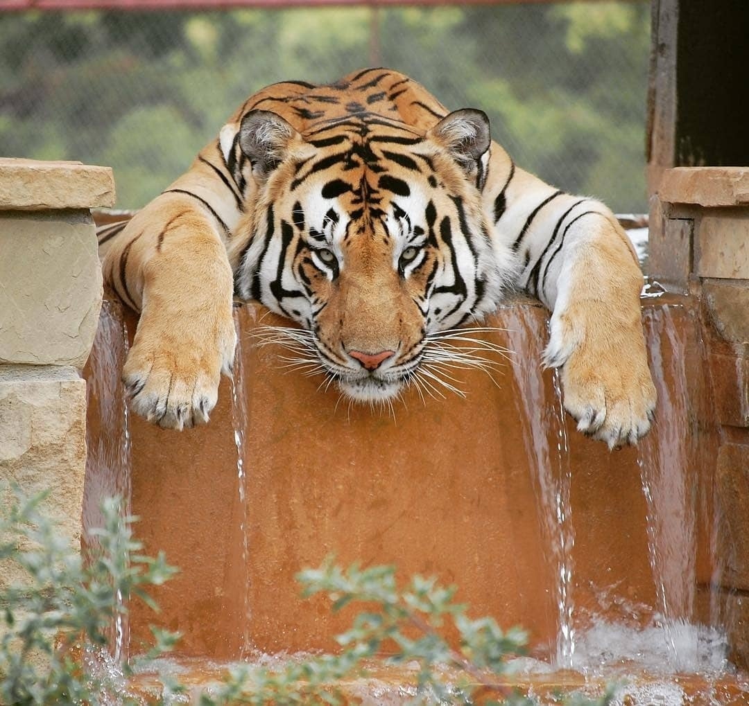 Good evening, dear Friends. Thank you all for your kindness and tweets. Have a good and nice rest.😍🐯🐈‍⬛🐾☀️😘🌼