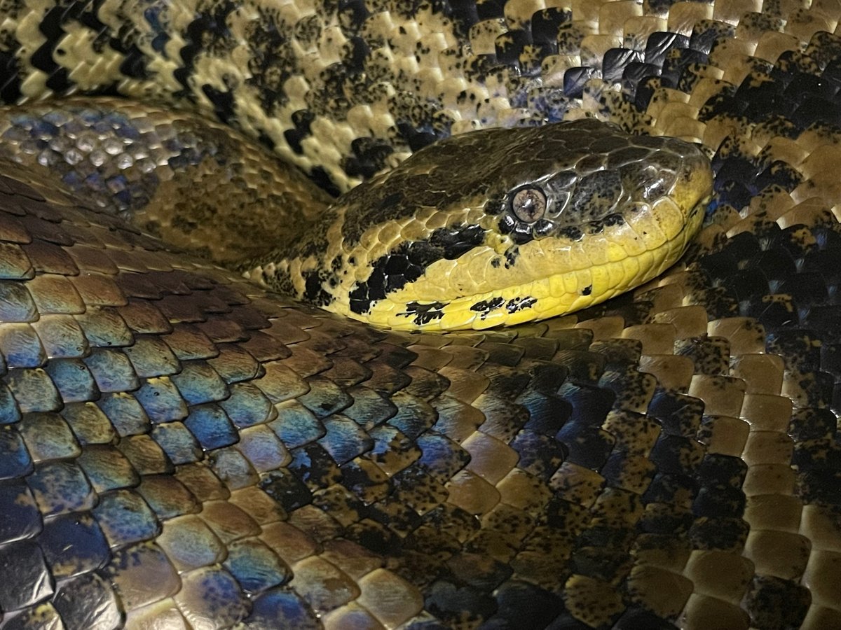 Happy #NationalReptileAwarenessDay from all of your friends at Reptilia!🐍🐊🐸🐢🦎