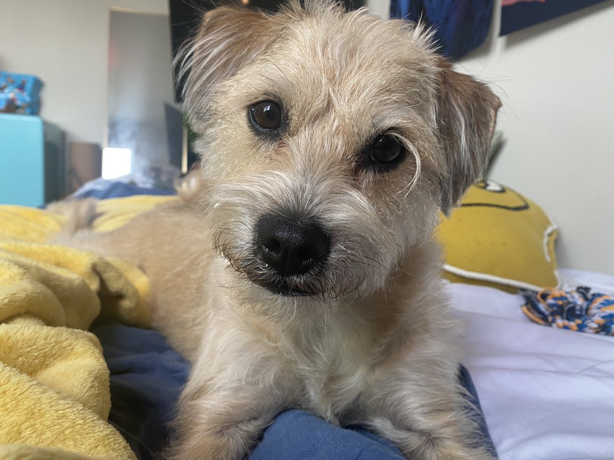 Radpuppy tweet media