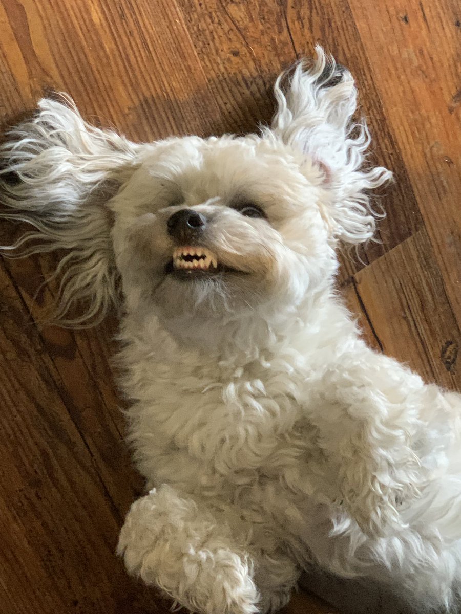 joandiva's tweet photo. @G88Gassi Love your pups!  Moqui says happy Thursday back at you! https://t.co/99r1X1kfYY