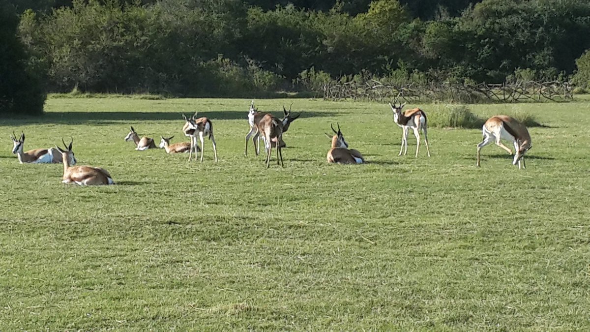 xLittleLlama's tweet image. Lol, it sounds like a good idea until they bend down &amp;amp; feast on your flowers. We, for real, have springboks freely roaming our estate &amp;amp; we have to put barriers around everything we dont want them to eat. #AfricaProblems