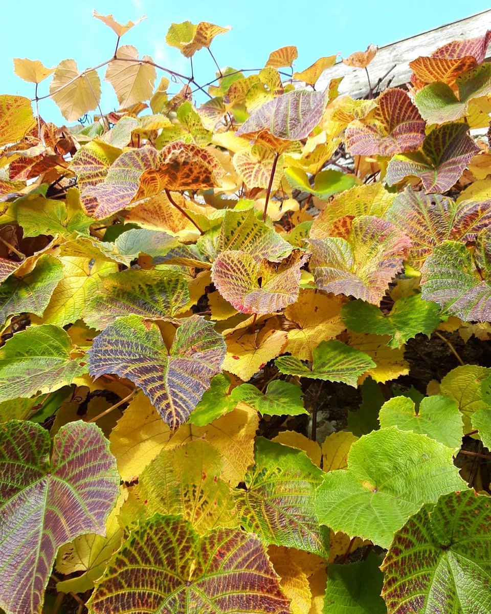 Amazing autumnal colours! This stunning crimson glory vine covers the wall bordering the rose garden. 
We have just added some special offers for November stays (direct bookings only) so check our website for more information.
widworthybarton.co.uk/latest-offers
#crimsongloryvine #autumn