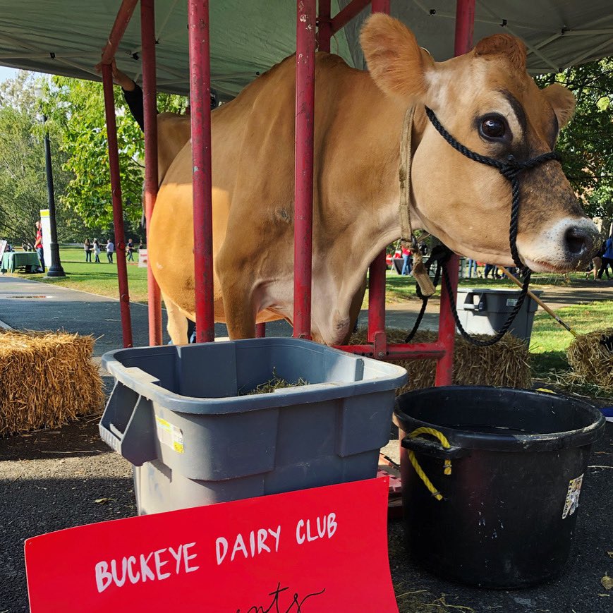 StudentLifeOSU's tweet photo. It might be a no bones day BUT it is Cow Day on The Oval! Thanks, @CFAES_OSU ❤️🐮 https://t.co/jcvwwHRAxt