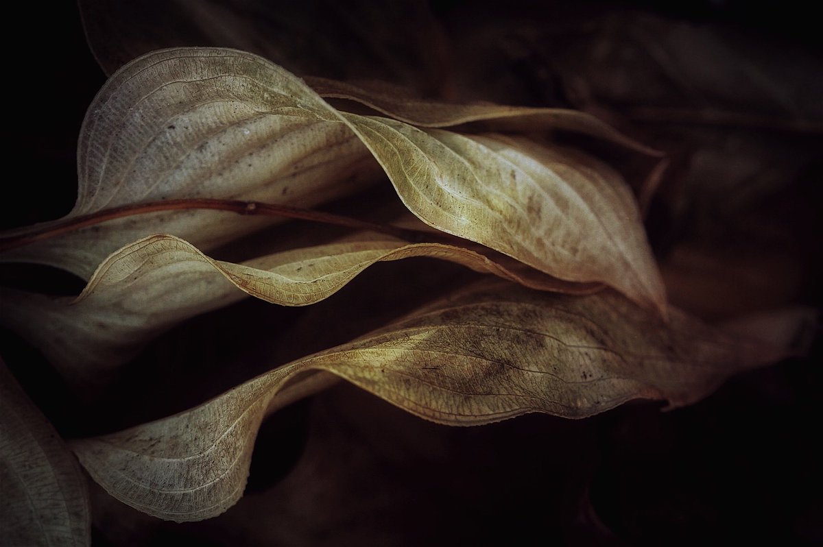 The last dance #changingseasons #hosta #leaves #darkness #yeg #fujifilm