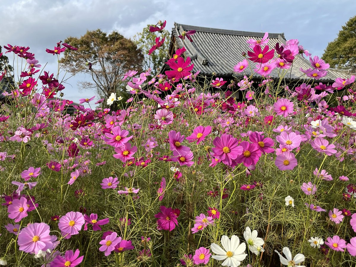 kookumiko's tweet photo. 急に秋らしくなった今日この頃、コスモスの綺麗な般若寺に行って来ました。
＃コスモス寺般若寺#コスモス https://t.co/2IPT9GrmnJ