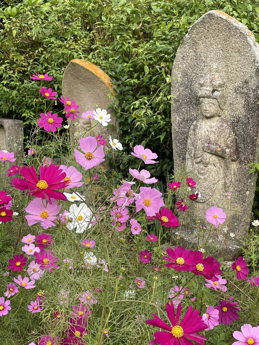 kookumiko's tweet photo. 急に秋らしくなった今日この頃、コスモスの綺麗な般若寺に行って来ました。
＃コスモス寺般若寺#コスモス https://t.co/2IPT9GrmnJ
