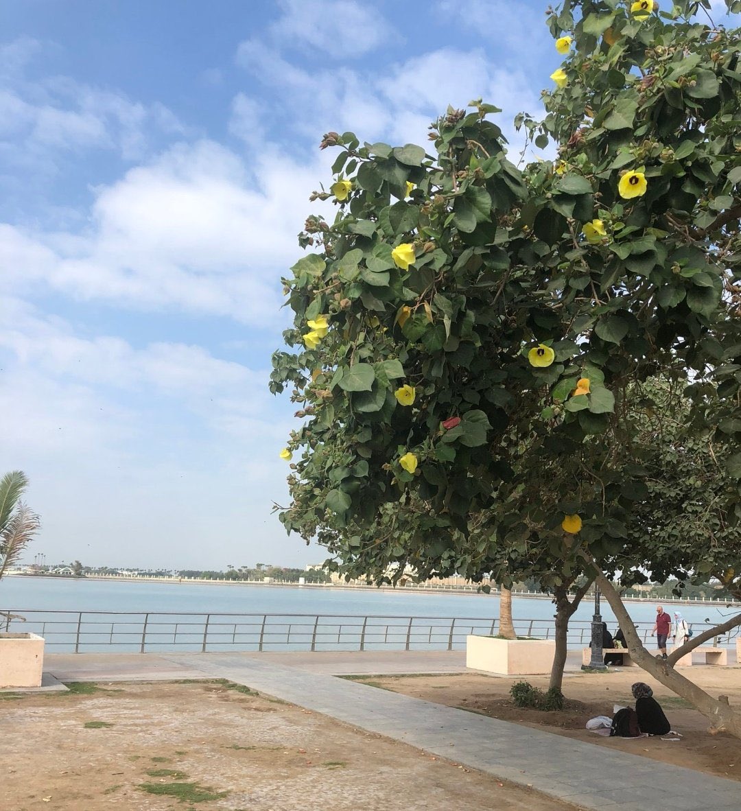 "تسبيسيا أو خبيز ساحلي "

شجرة زينة و ظل يصل ارتفاعها ٦م
وجذورها خفيفة لاتضر المنازل وثبت نجاحها في كل المناطق الجافة والساحلية والمعتدلة بما فيها #المدينة_المنورة 👍🏻🌳