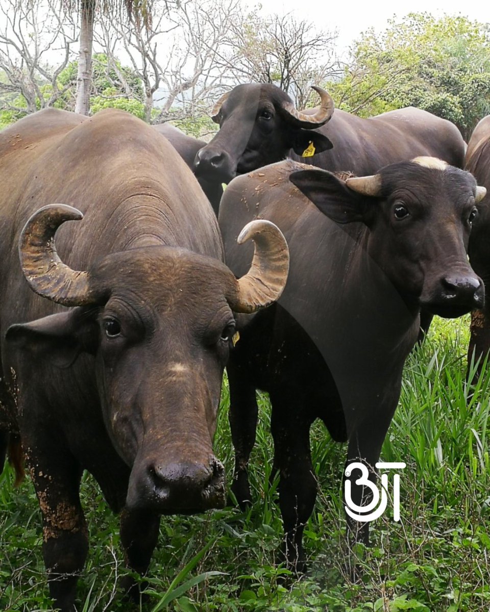 industriasBJT's tweet photo. ¡El potencial del Oro Negro!
Desde hace más de 5.000 años han proporcionado sustento al ser humano con su leche, carne, cuernos, pieles, grasa de mantequilla y energía.
#lechedebufala #bufalas #ordeñobufalas https://t.co/BOb6AtOdNw