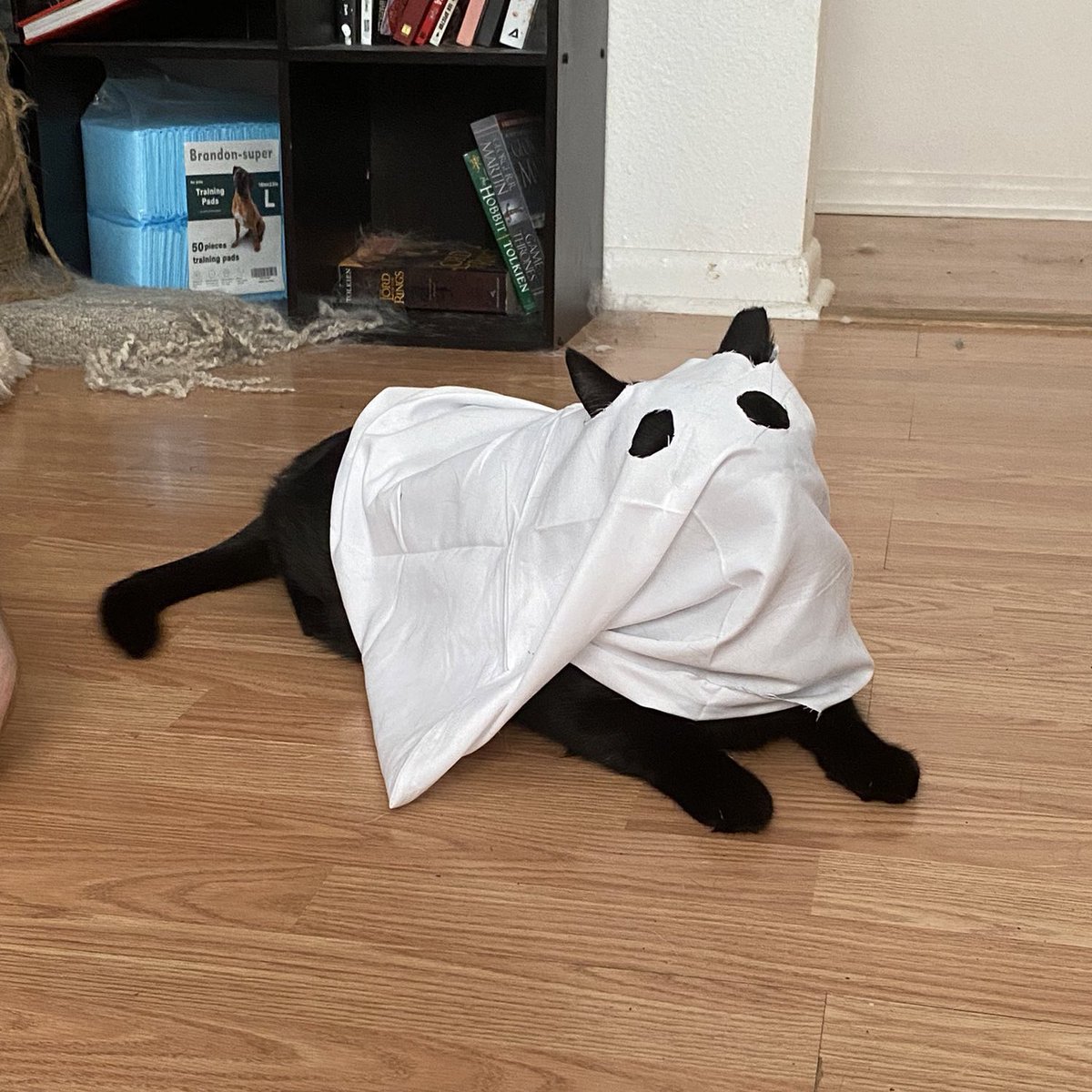 poorlycatdraw's tweet photo. boo https://t.co/mhG445JYin