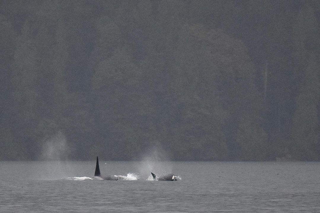 HomalcoTours's tweet photo. Grizzly bears and orcas, oh my! These two beauties make for one special day π
π· @cyppydoodle via Instagram
#homalcotours #discoverhomalco https://t.co/g1mcxzqDL5